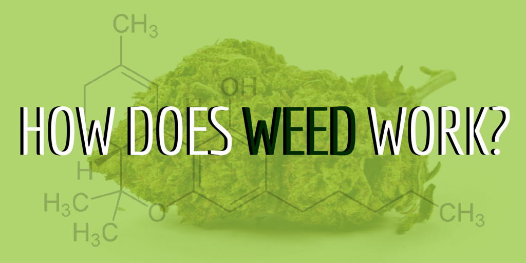How does weed work-